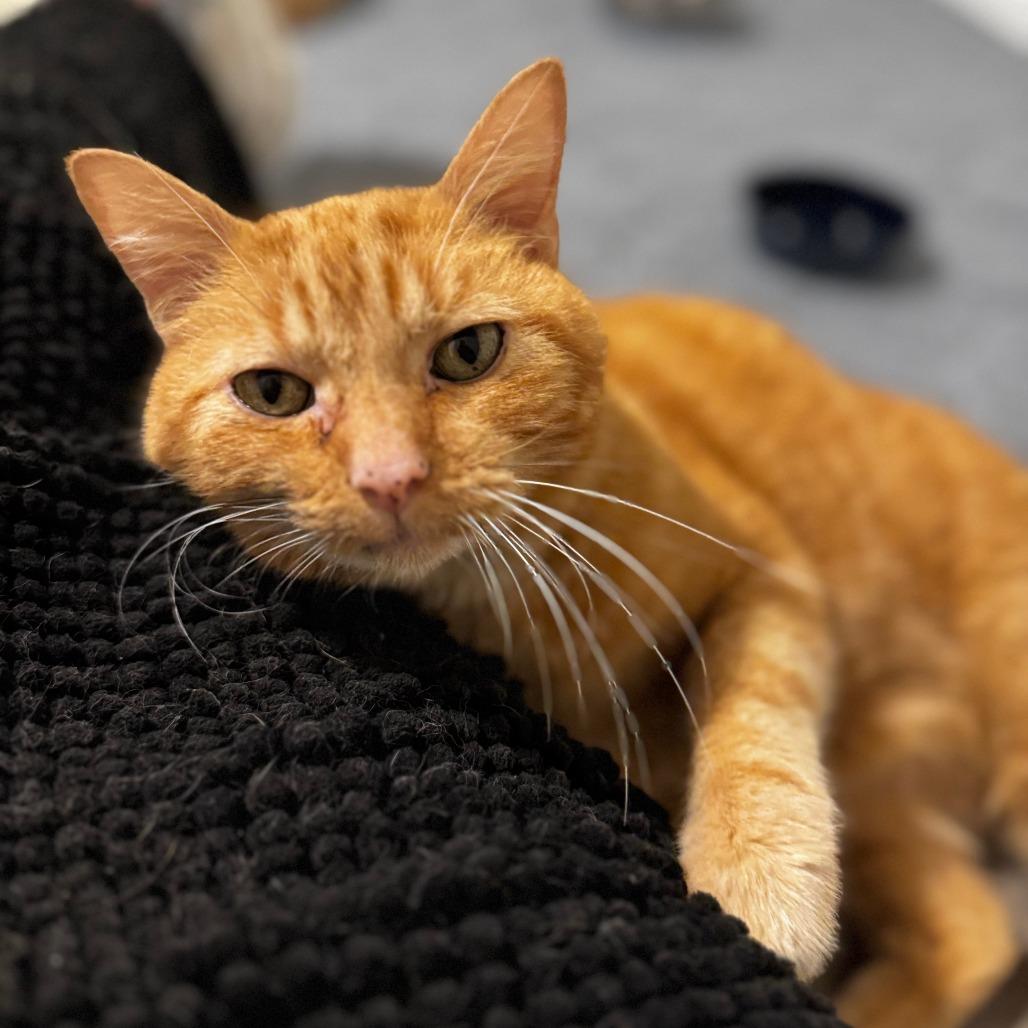 Enlarge Nemo, a Adoptable Domestic Medium Hair in St. Louis, MO image 3/4