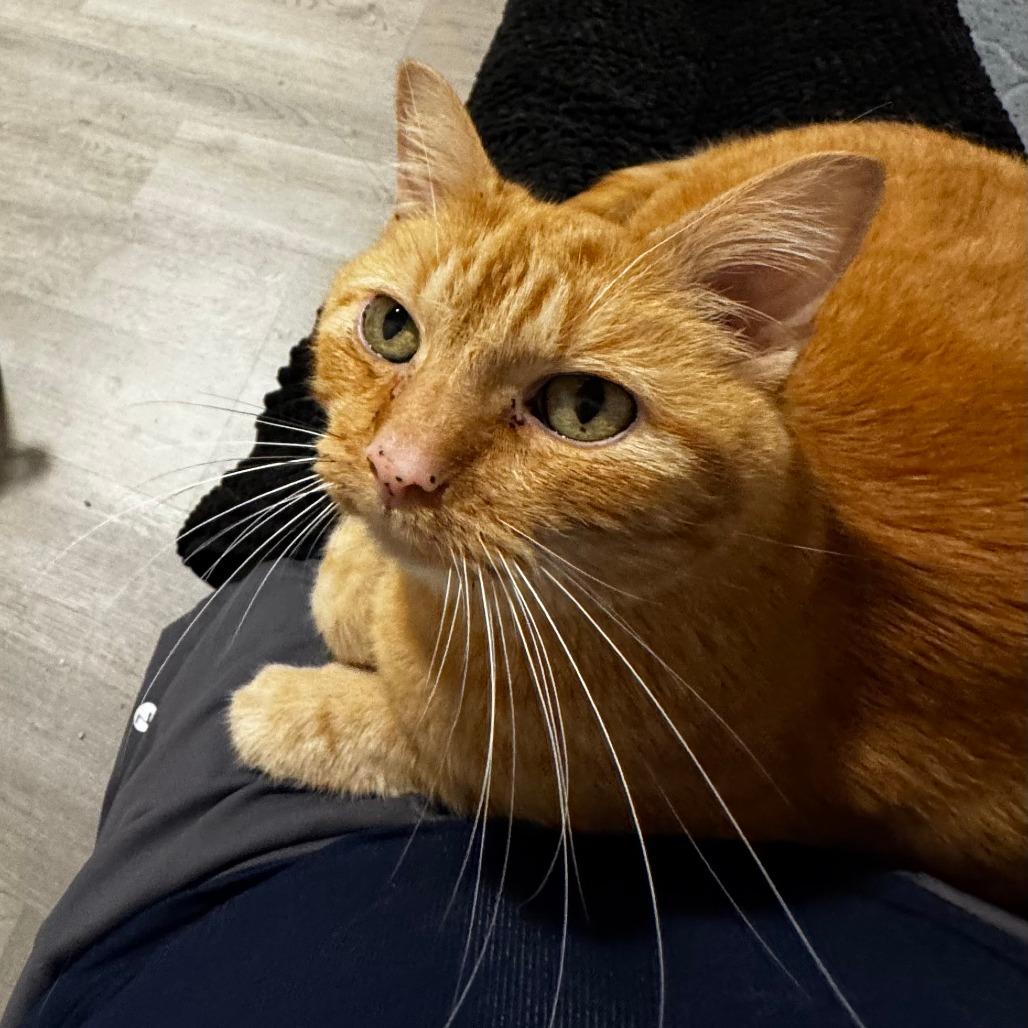 Enlarge Nemo, a Adoptable Domestic Medium Hair in St. Louis, MO image 4/4