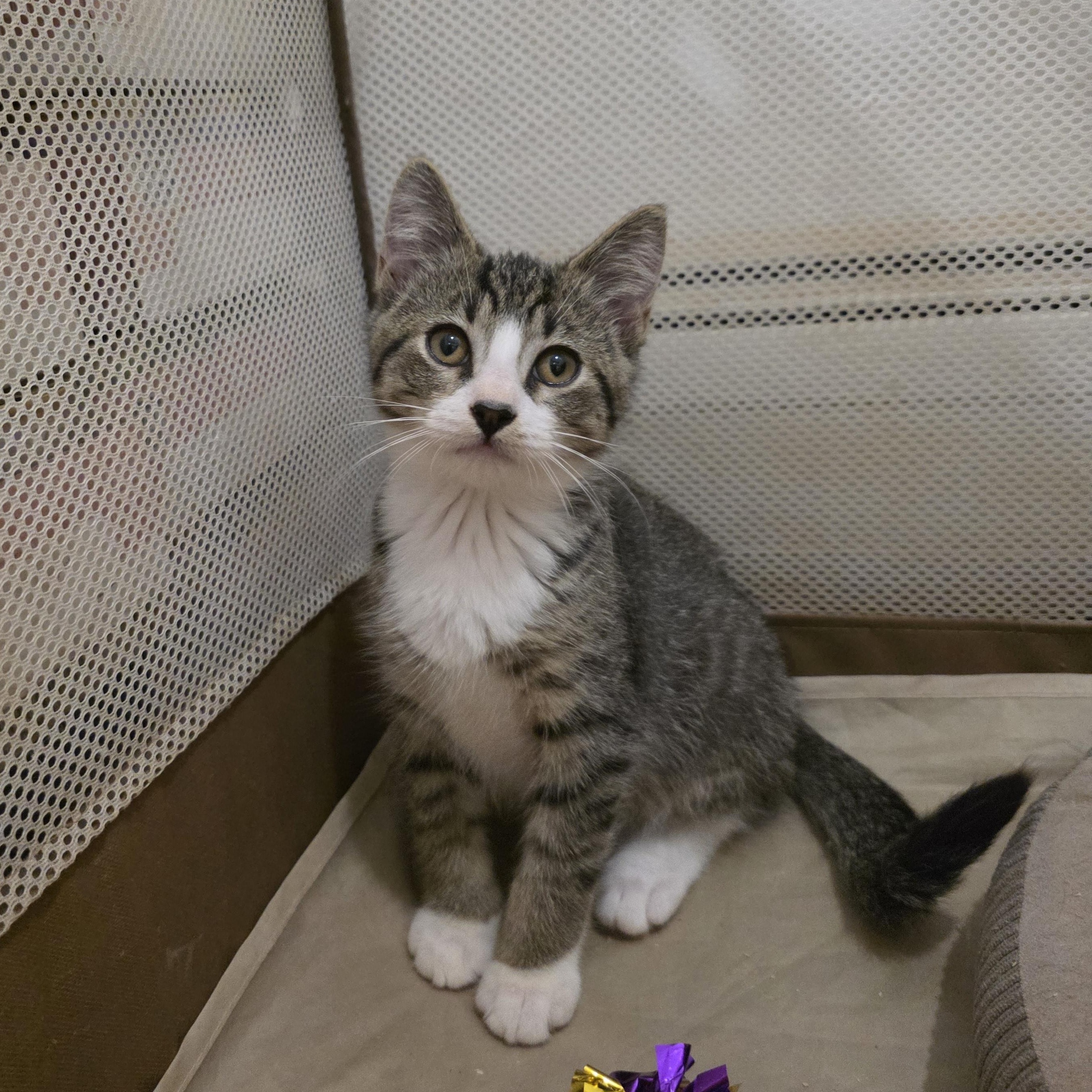 Riddle, Adoptable, Kitten Male Domestic Short Hair & Tabby.