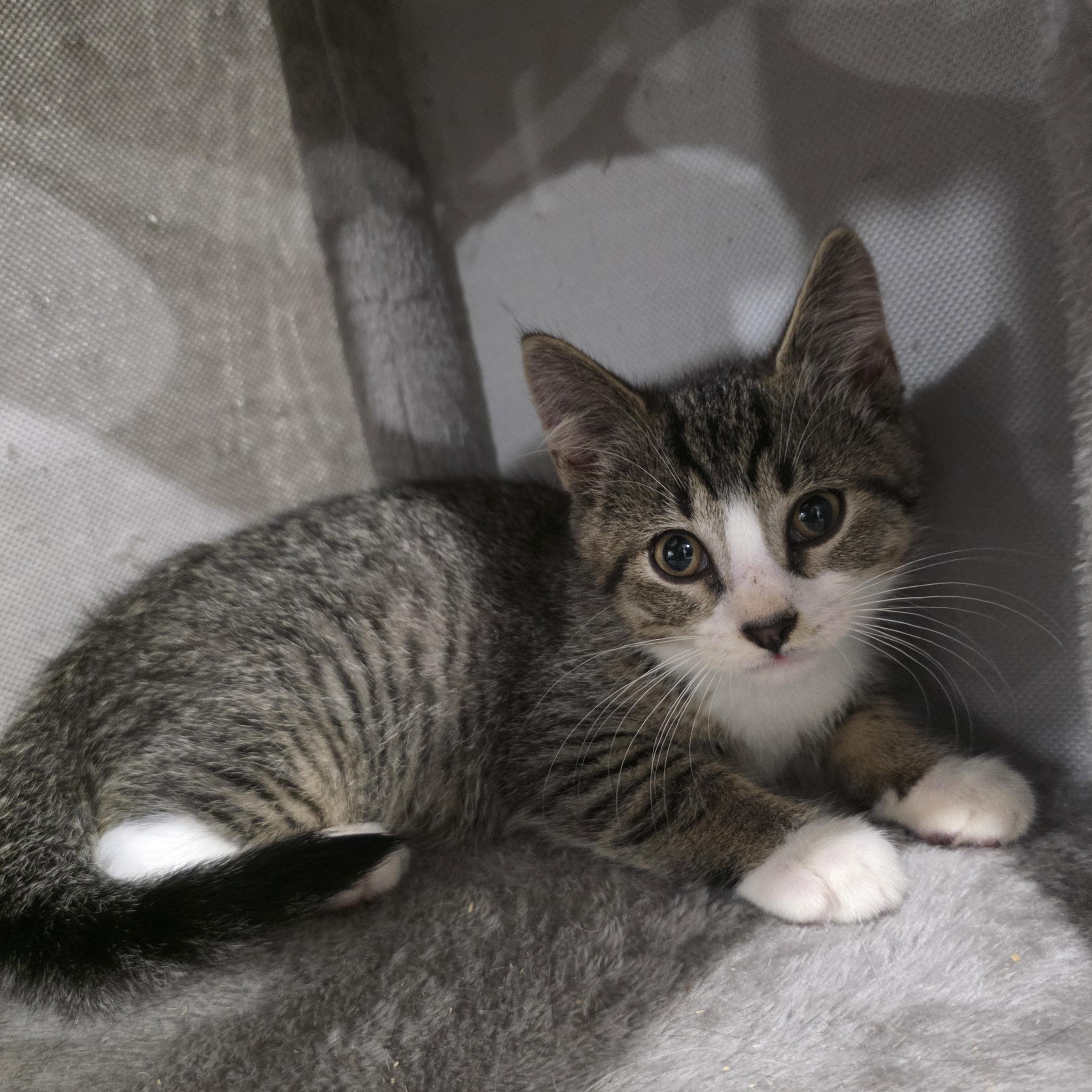 Enlarge Riddle, a Adoptable mixed breed in Moriches, NY image 5/5