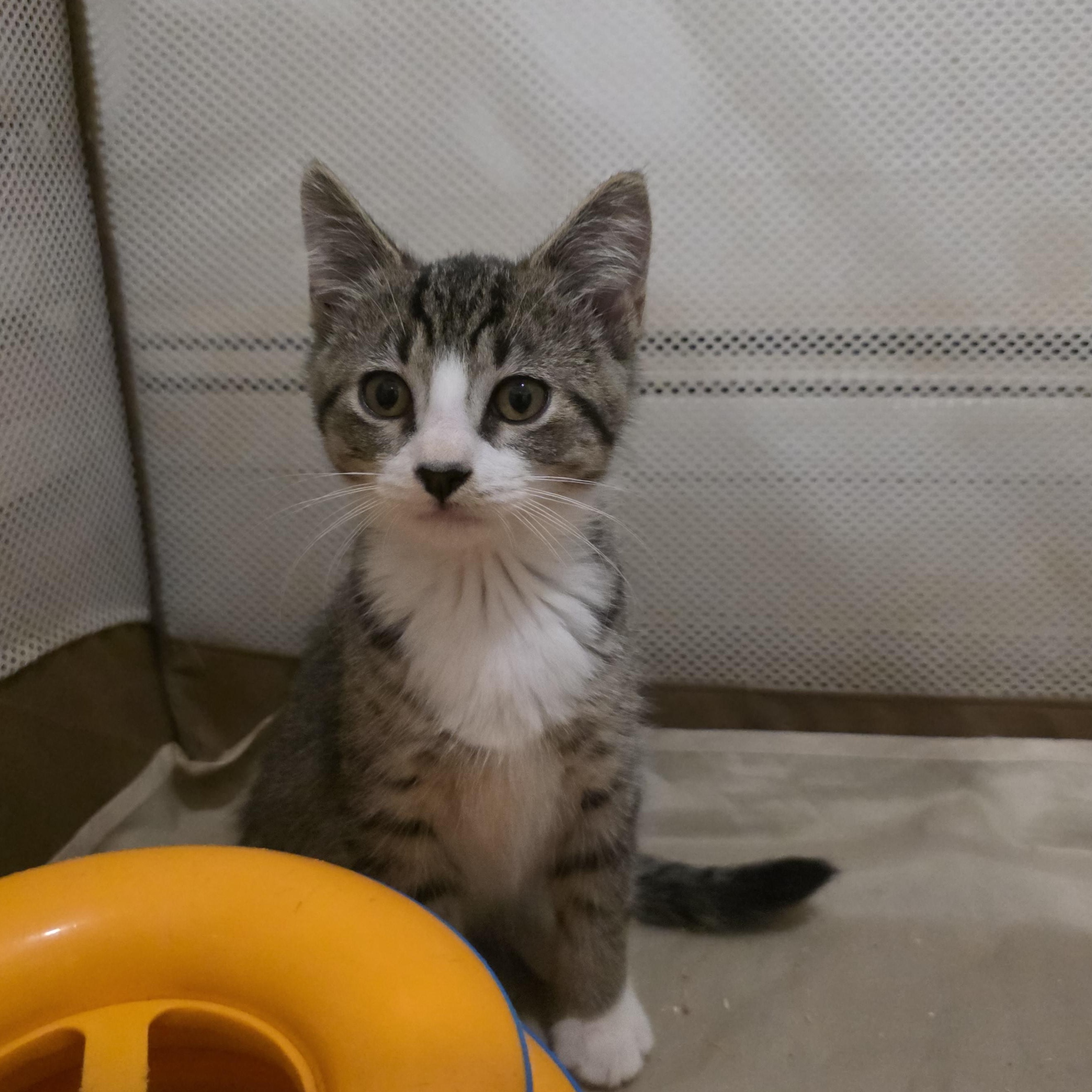 Enlarge Riddle, a Adoptable mixed breed in Moriches, NY image 4/5