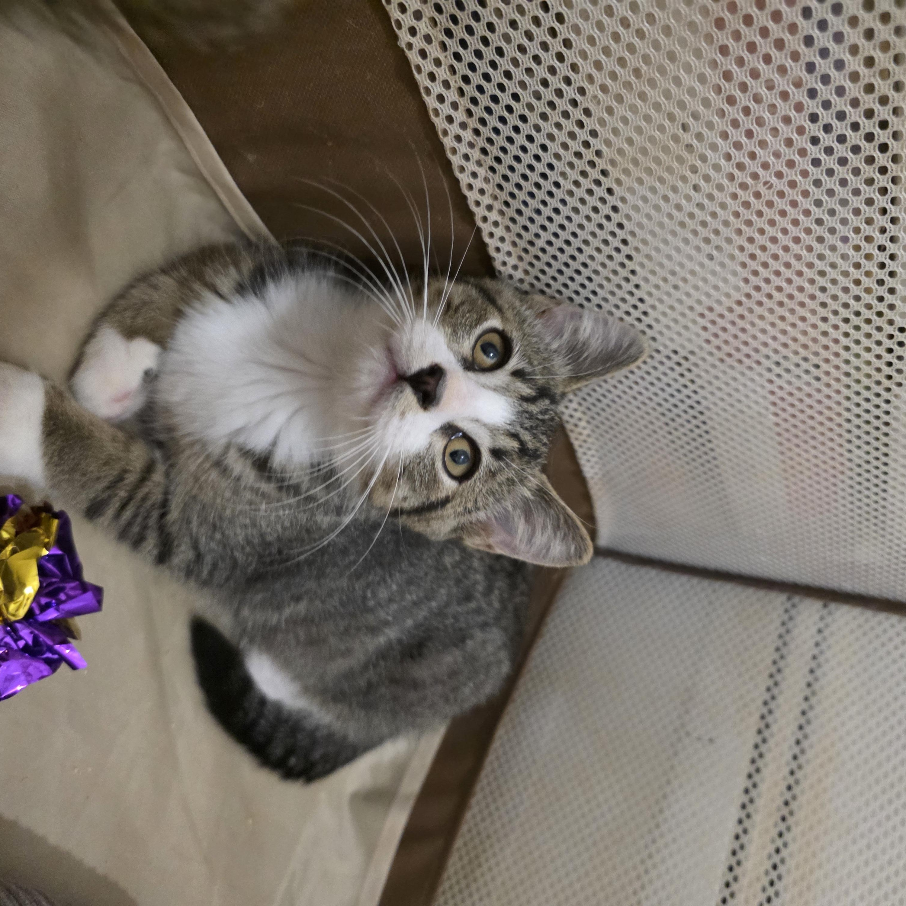 Enlarge Riddle, a Adoptable mixed breed in Moriches, NY image 3/5