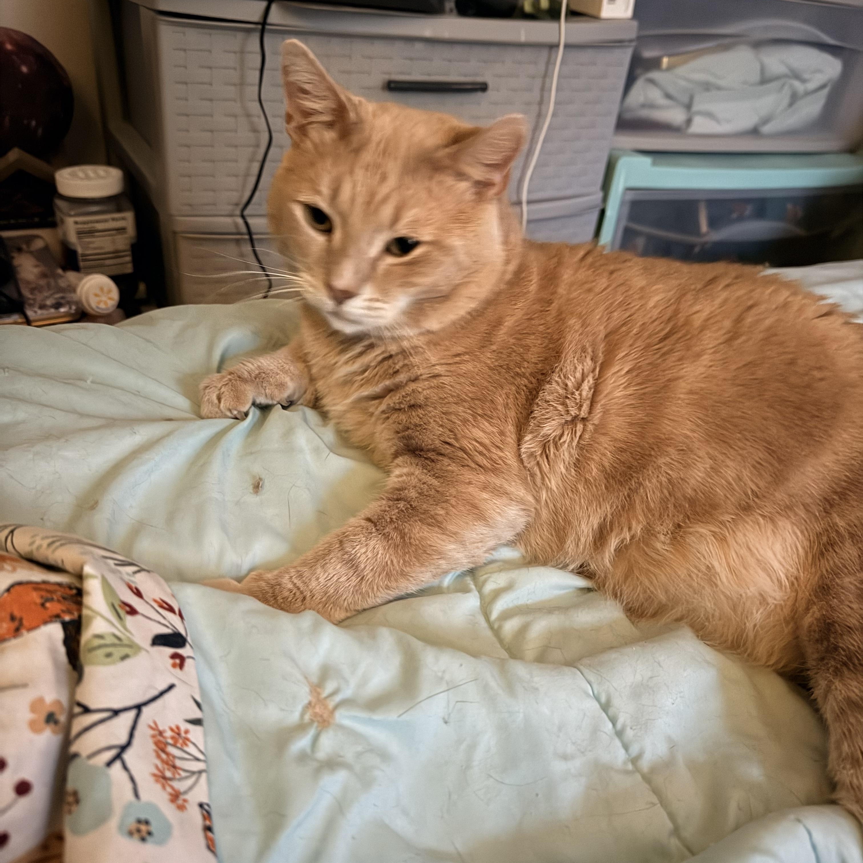 Sonny (FIV), ADOPTABLE, Adult Male Domestic Short Hair.