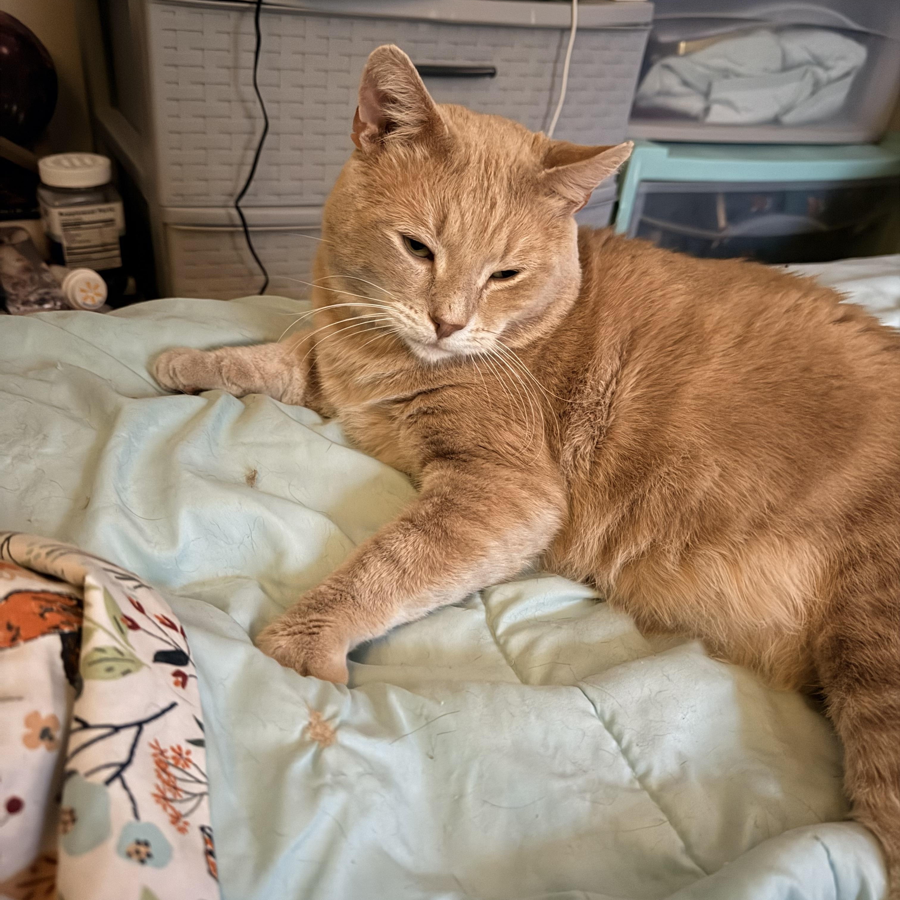 Enlarge Sonny (FIV), a ADOPTABLE Domestic Short Hair in Saint paul, MN image 3/3