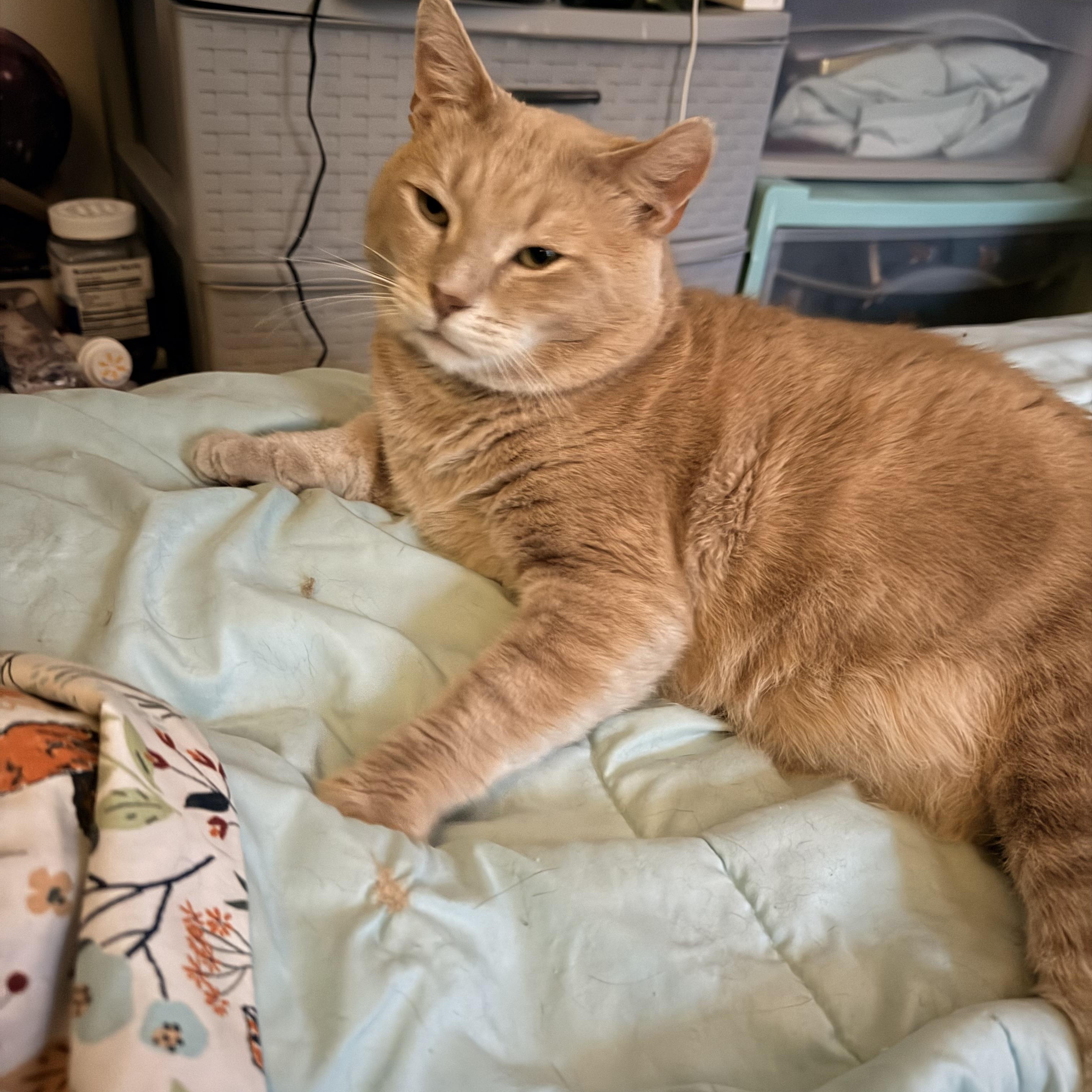 Enlarge Sonny (FIV), a ADOPTABLE Domestic Short Hair in Saint paul, MN image 2/3