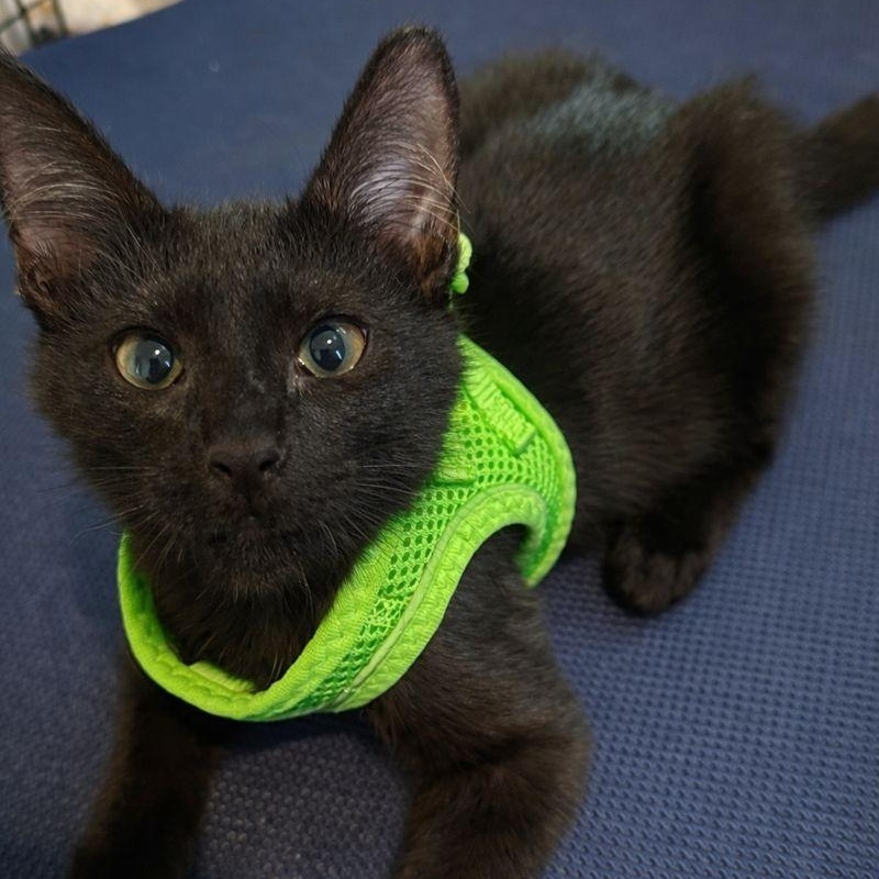 Enlarge Limewire, an adopted Domestic Short Hair in Parkland, FL image 3/3