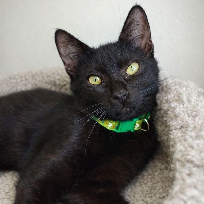 Enlarge Limewire, an adopted Domestic Short Hair in Parkland, FL image 1/3