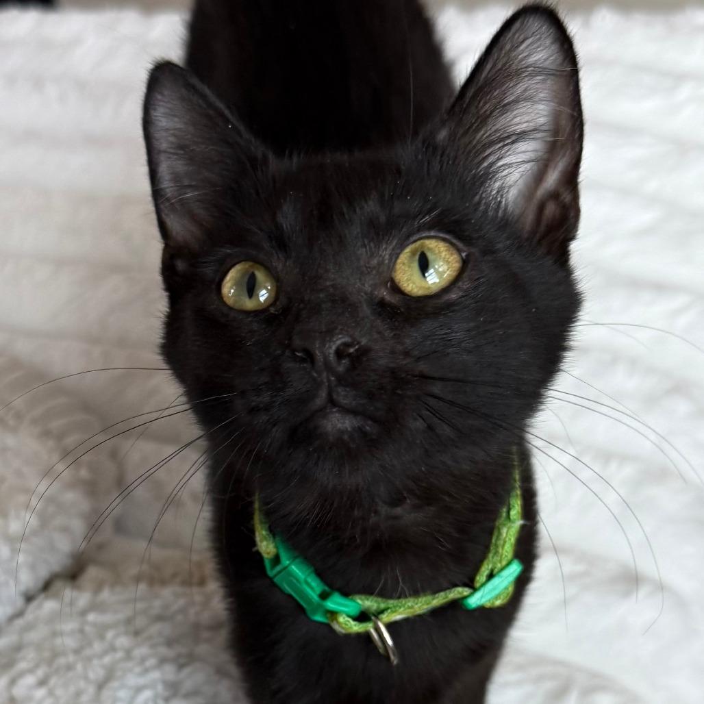 Enlarge Limewire, an adopted Domestic Short Hair in Parkland, FL image 2/3