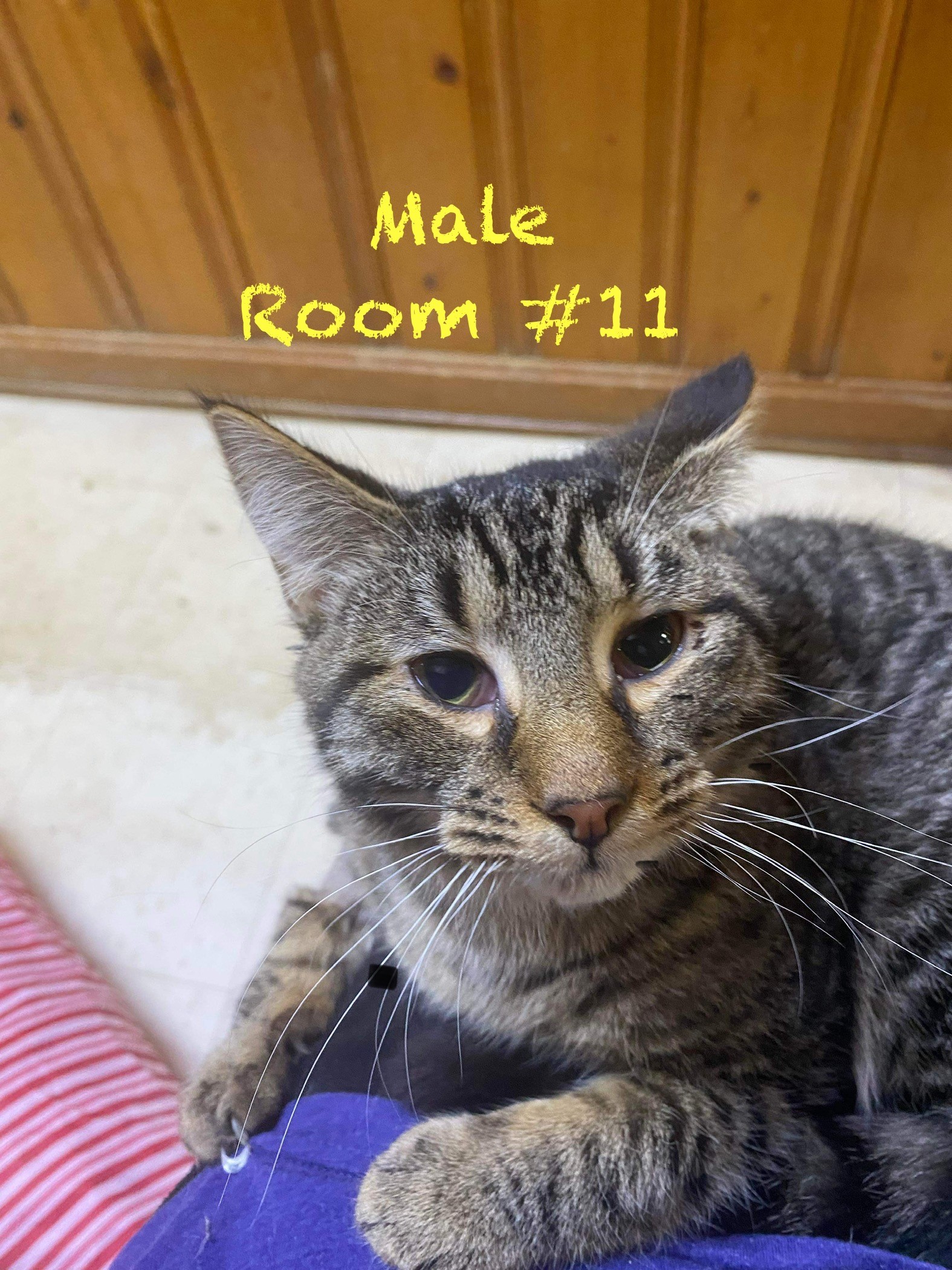 Awaiting Name - Updating record, an adoptable Tabby in Elloree, SC, 29047 | Photo Image 1