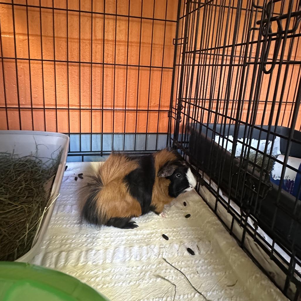 chester, Adoptable, Young Male Guinea Pig.