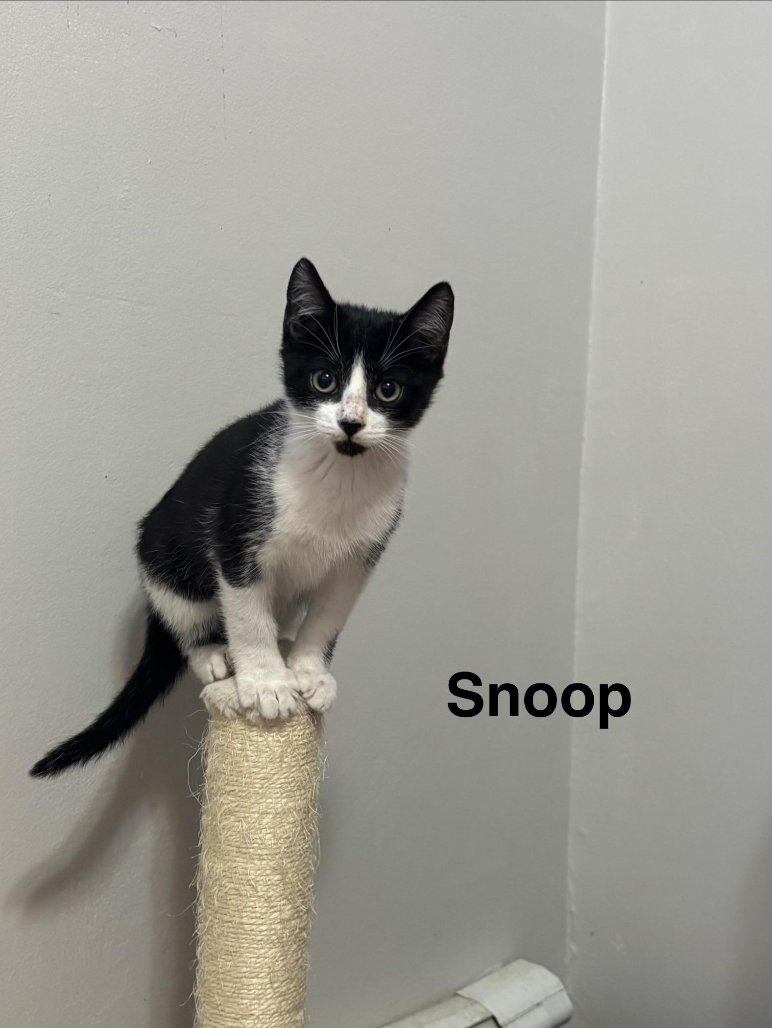 Snoop, ADOPTABLE, Kitten Male Domestic Short Hair.