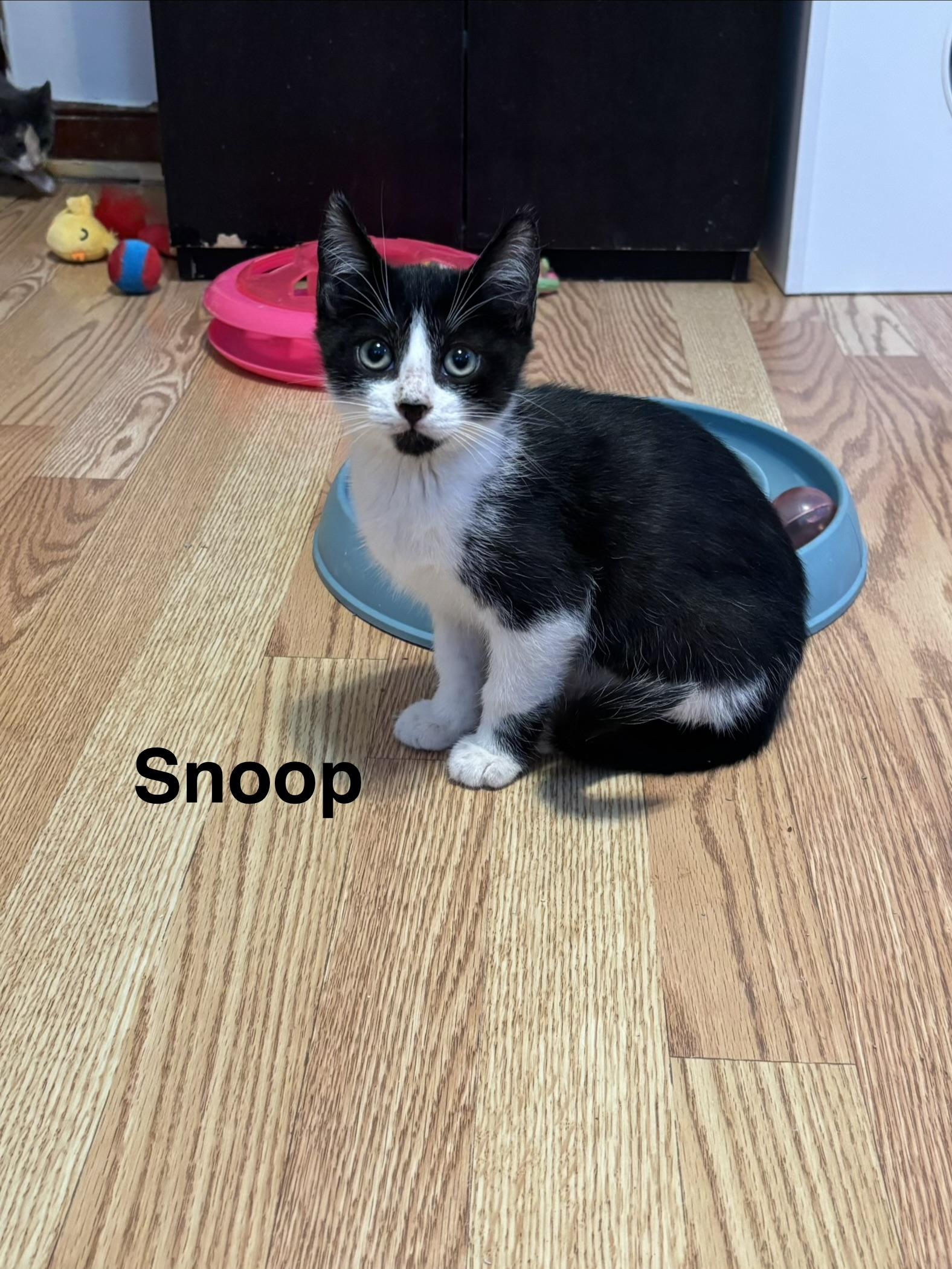 Enlarge Snoop, a ADOPTABLE Domestic Short Hair in Brick, NJ image 2/2