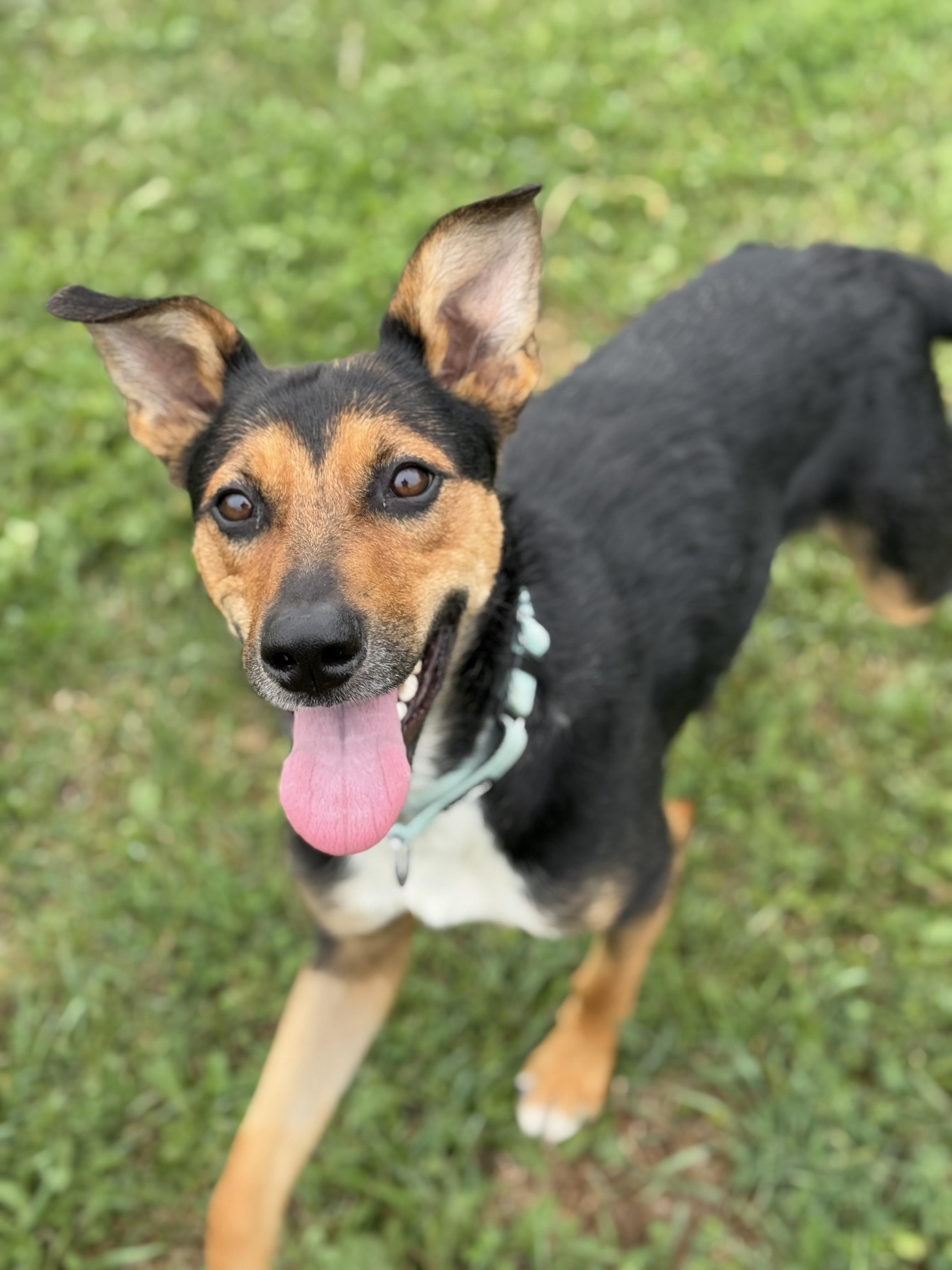Skyla, an adoptable Australian Kelpie, Shepherd in Alliston, ON, L0G 1A0 | Photo Image 4