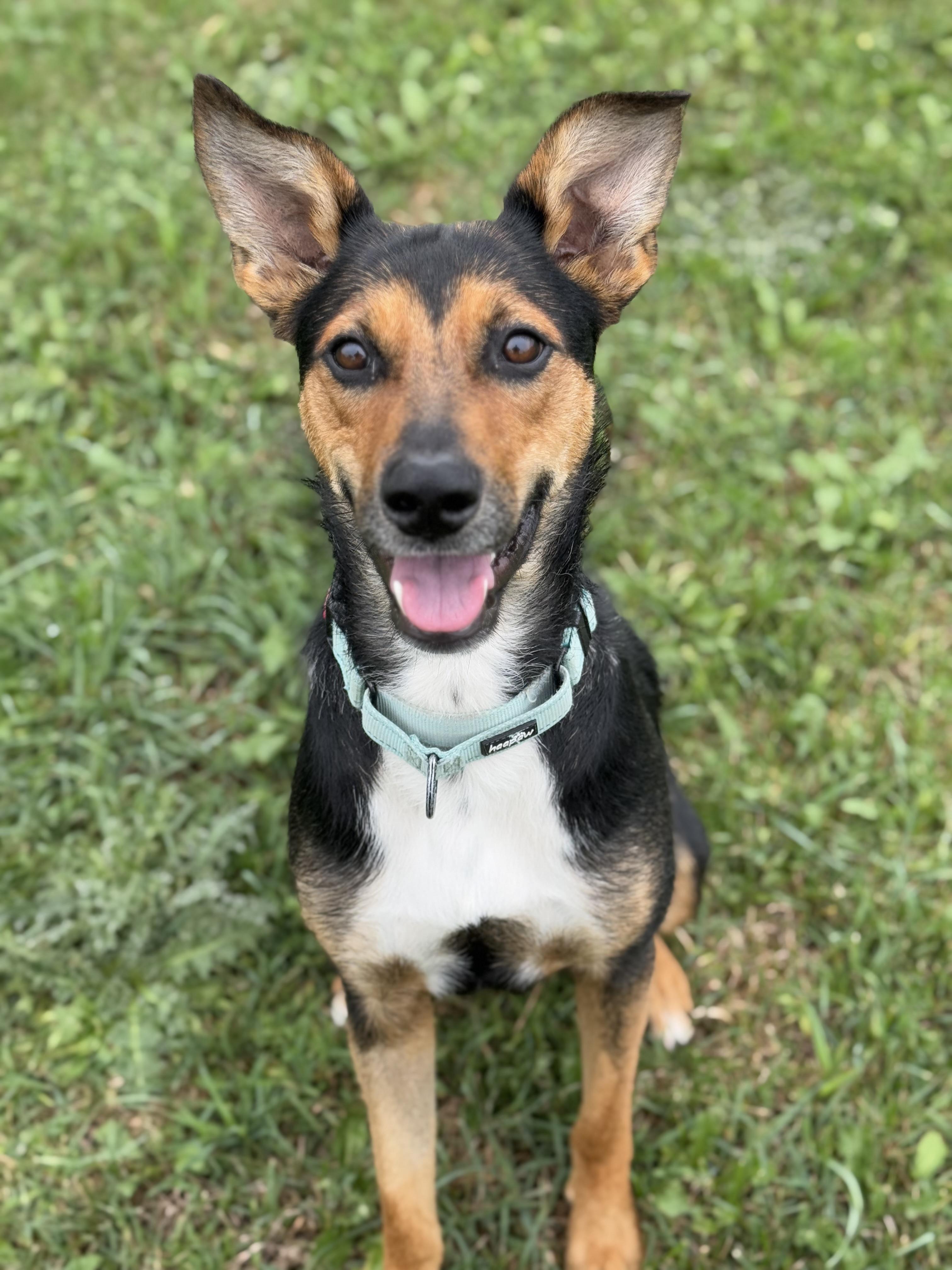 Skyla, an adoptable Australian Kelpie, Shepherd in Alliston, ON, L0G 1A0 | Photo Image 3