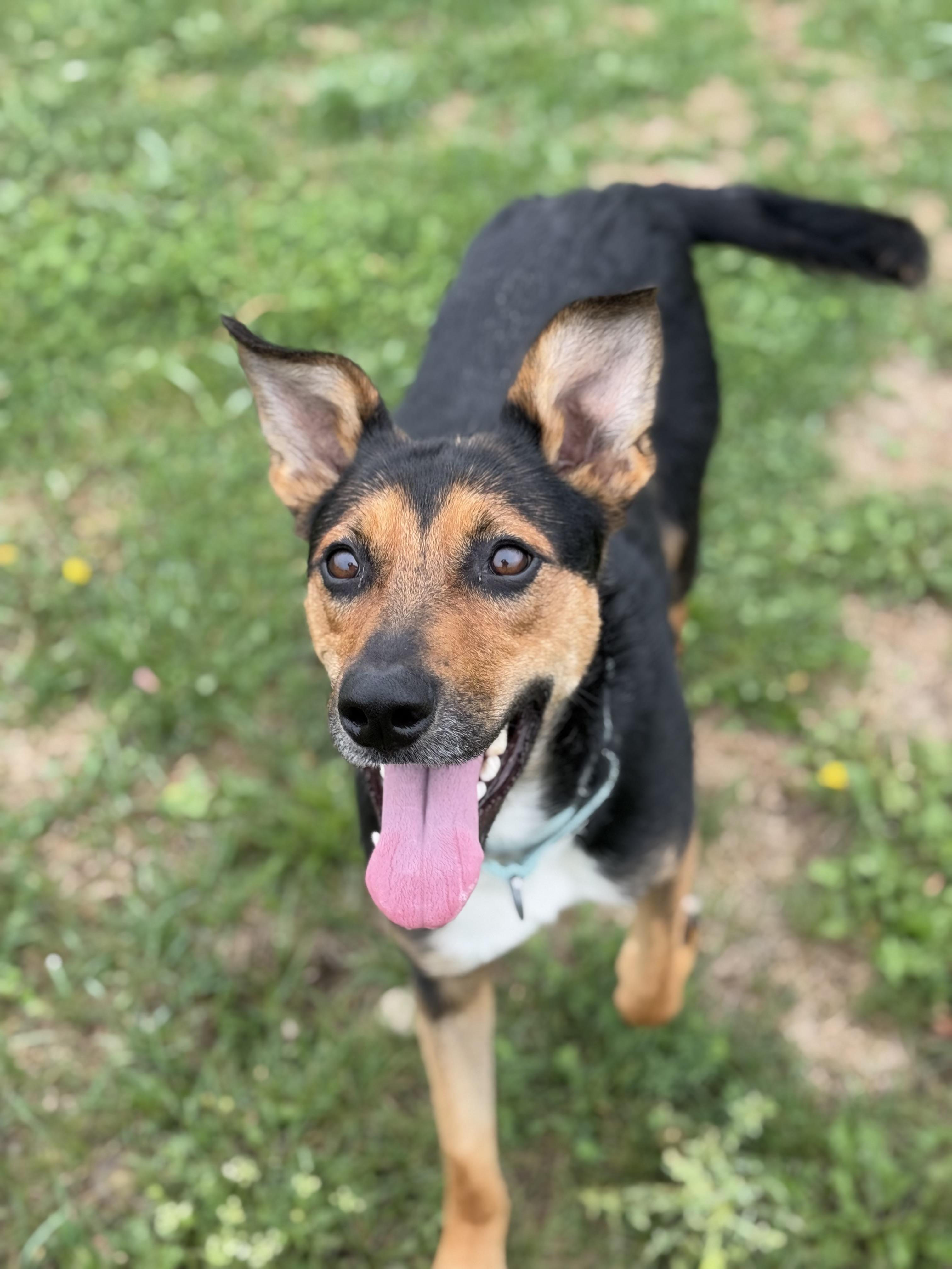 Skyla, an adoptable Australian Kelpie, Shepherd in Alliston, ON, L0G 1A0 | Photo Image 5