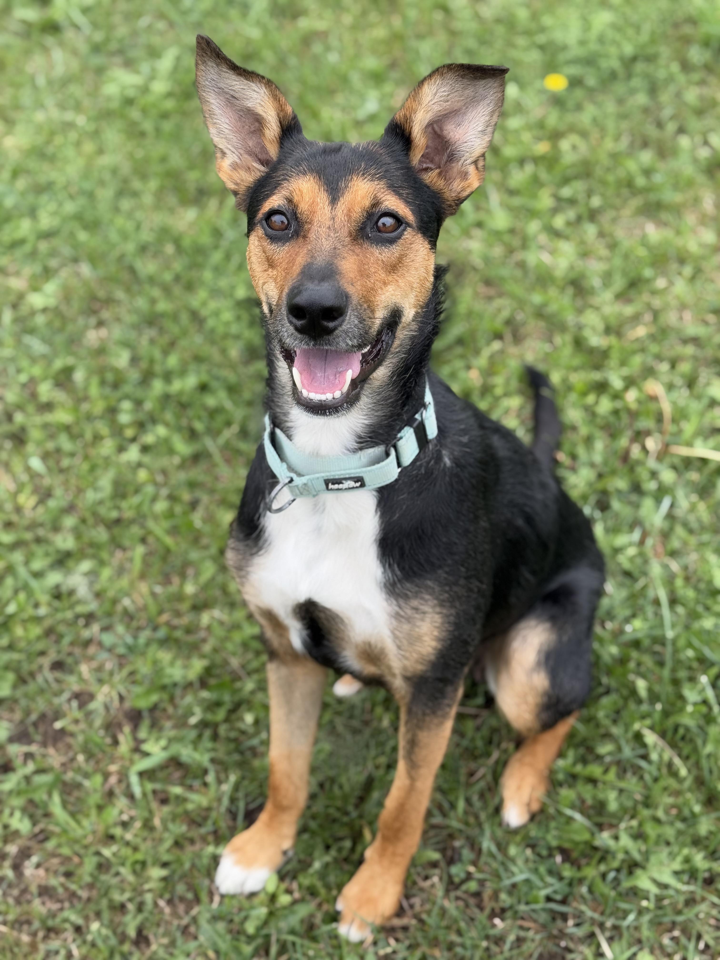 Skyla, an adoptable Australian Kelpie, Shepherd in Alliston, ON, L0G 1A0 | Photo Image 1