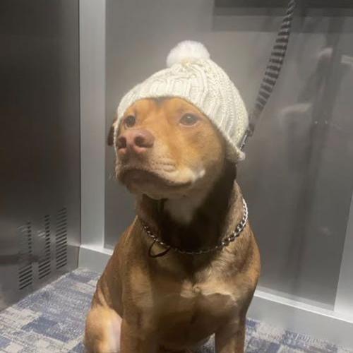 Wrangler 22224, a Adoptable Pit Bull Terrier in Minneapolis, MN image 2/3