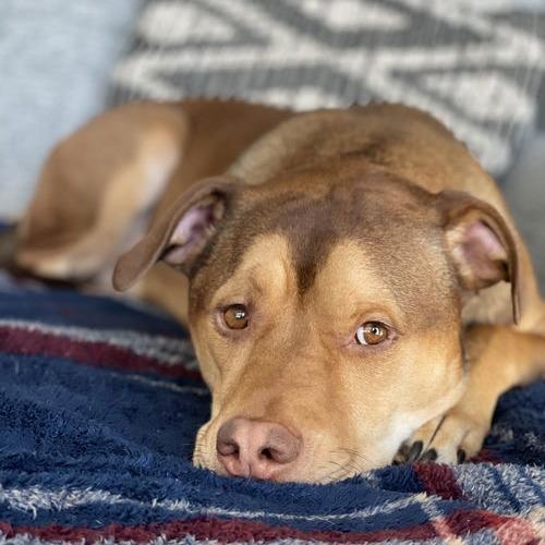 Wrangler 22224, a Adoptable Pit Bull Terrier in Minneapolis, MN image 3/3