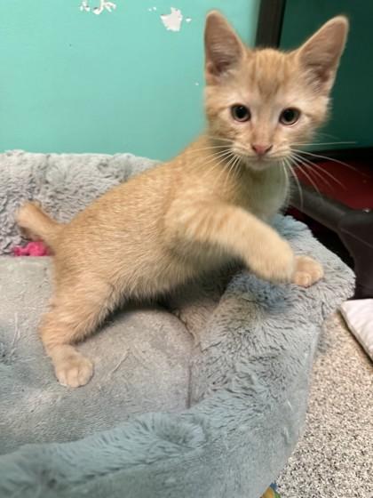 Enlarge Princeton, a Adoptable mixed breed in Harbor Springs, MI image 1/1