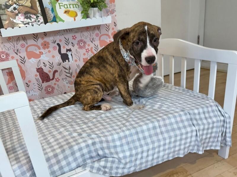 Finn Magnolia — thumbnail 2