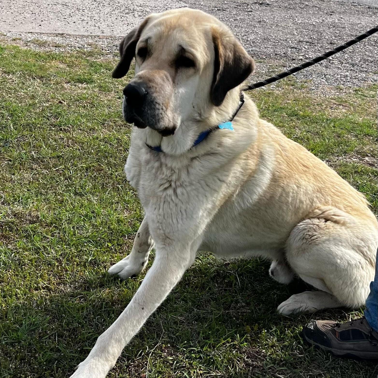 Enlarge MACK, an adopted Anatolian Shepherd in  MCKINNEY, TX image 1/5