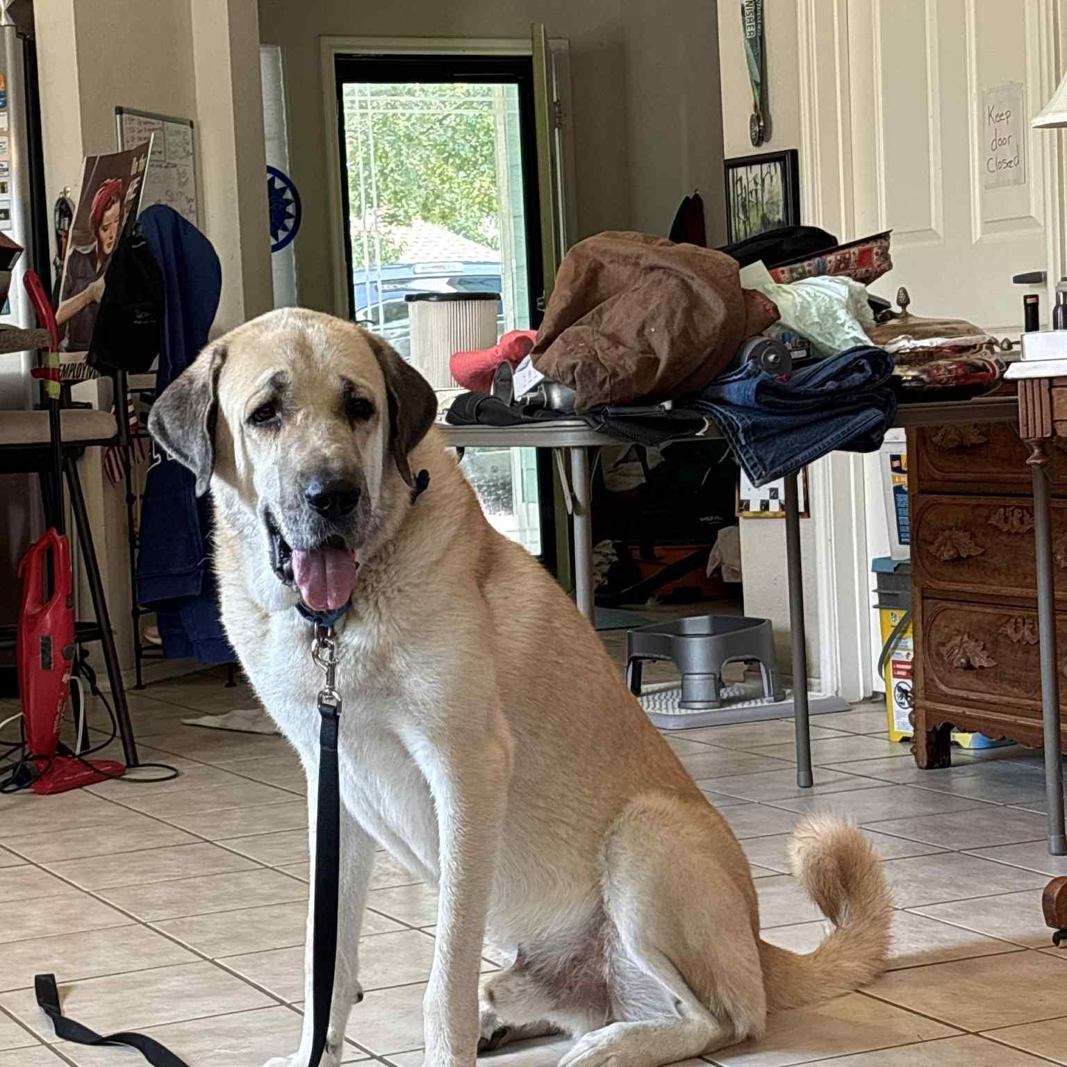 Enlarge MACK, an adopted Anatolian Shepherd in  MCKINNEY, TX image 2/5