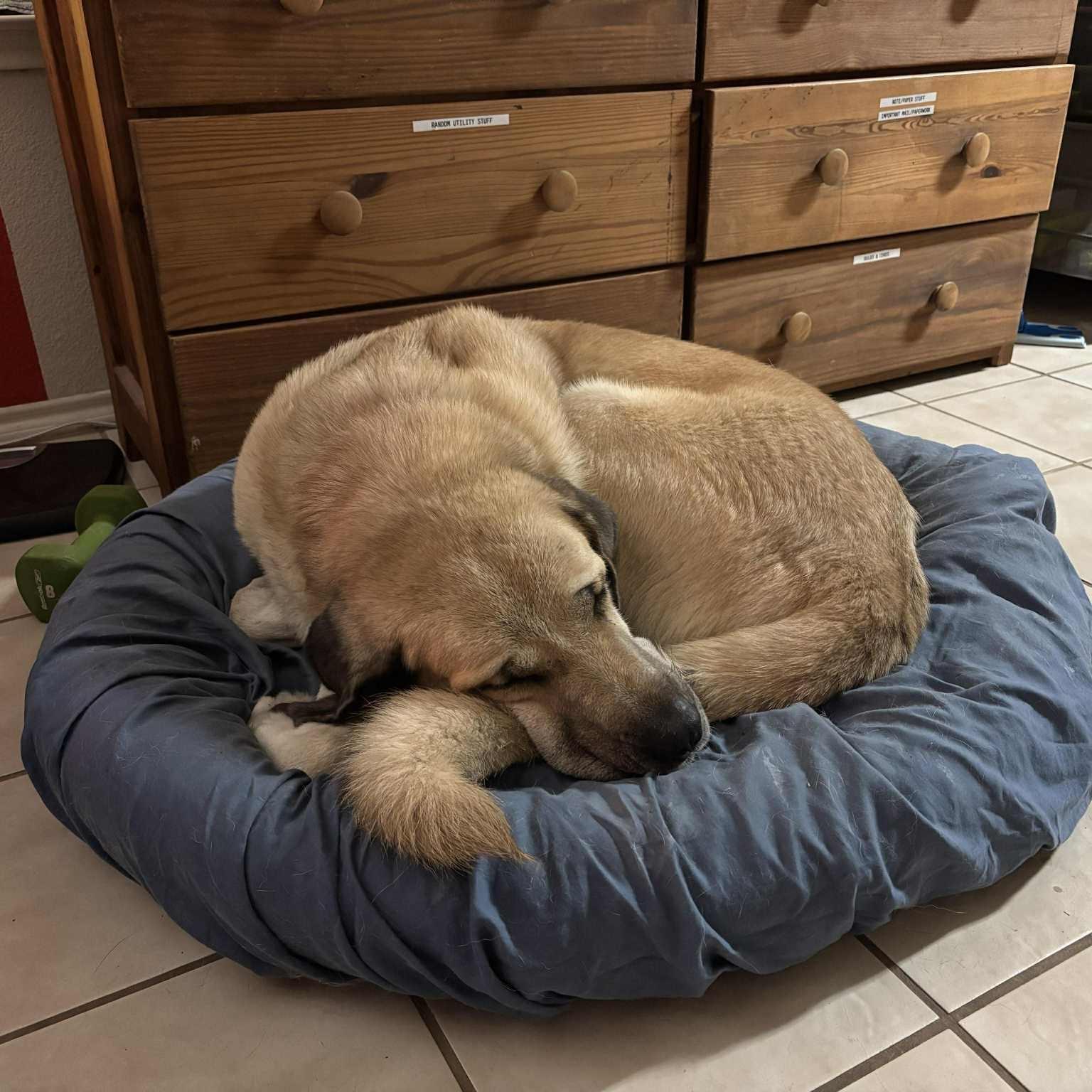 Enlarge MACK, an adopted Anatolian Shepherd in  MCKINNEY, TX image 3/5