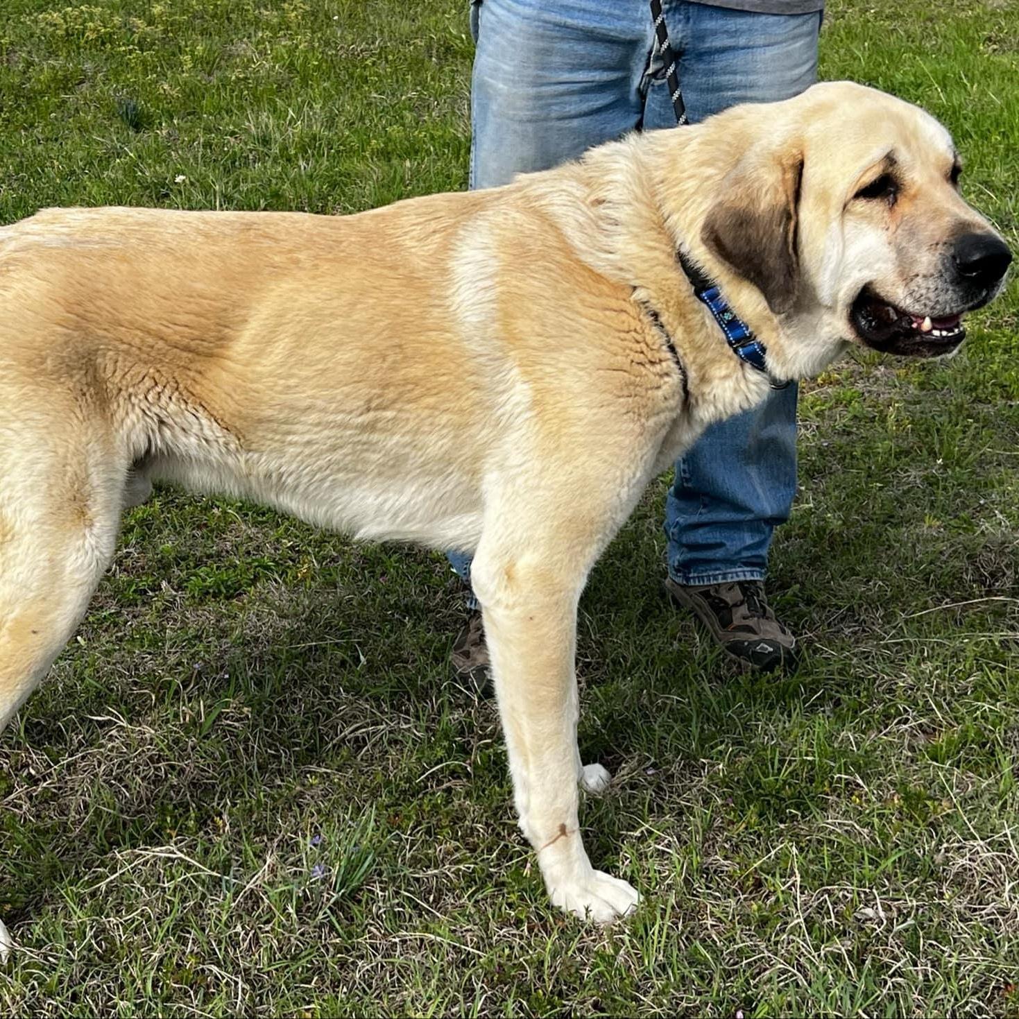 Enlarge MACK, an adopted Anatolian Shepherd in  MCKINNEY, TX image 4/5