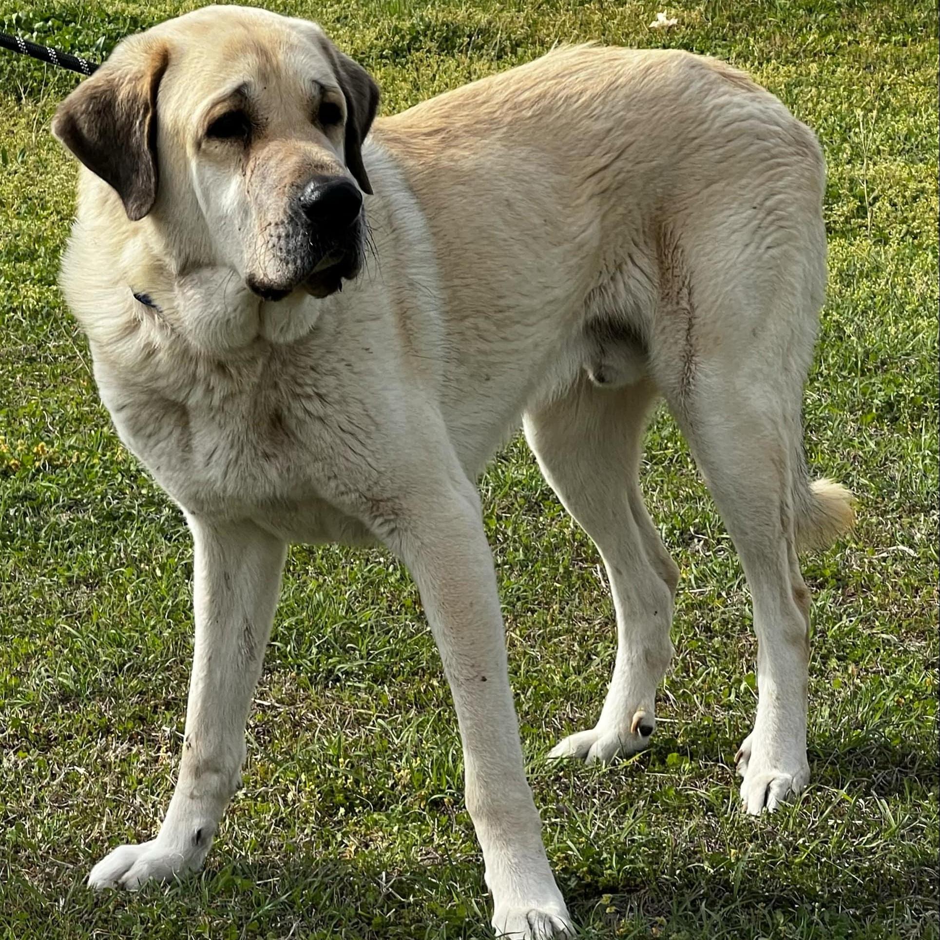 Enlarge MACK, an adopted Anatolian Shepherd in  MCKINNEY, TX image 5/5