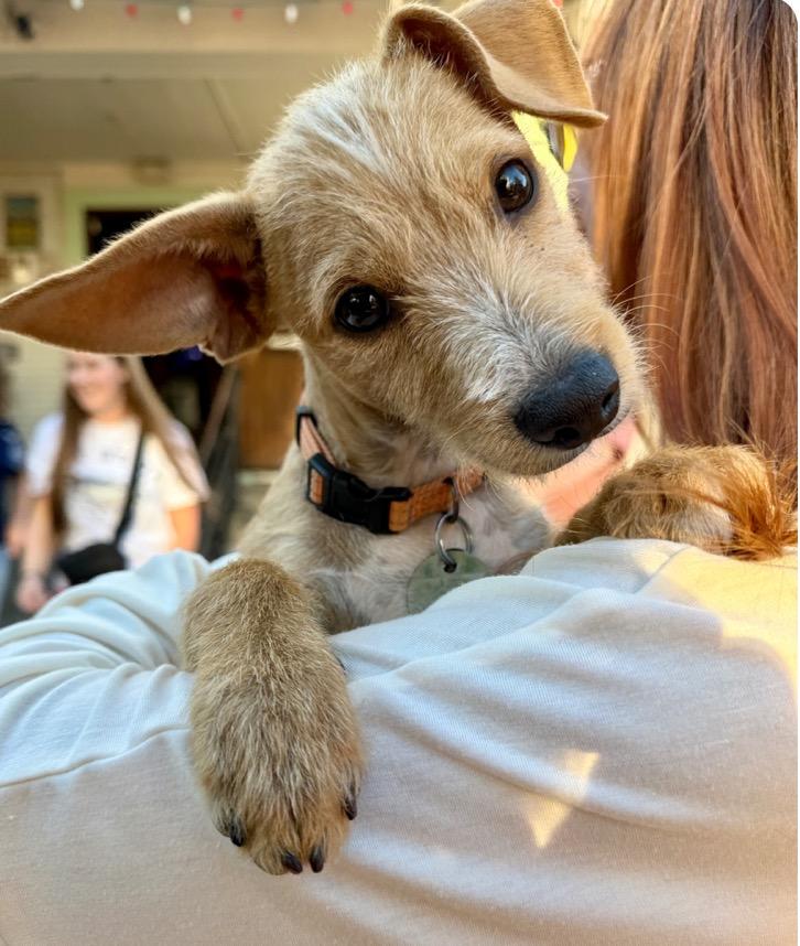 Brezza, Adoptable, Puppy Male Chihuahua.