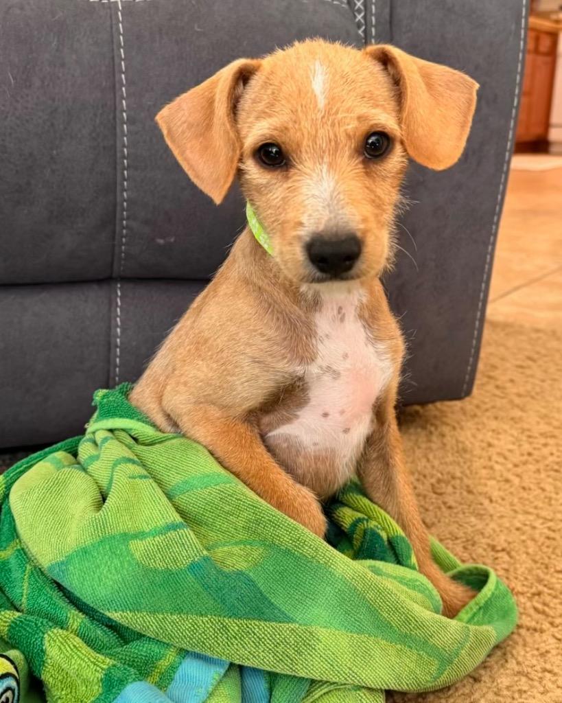 Brezza, Adoptable, Puppy Male Chihuahua.