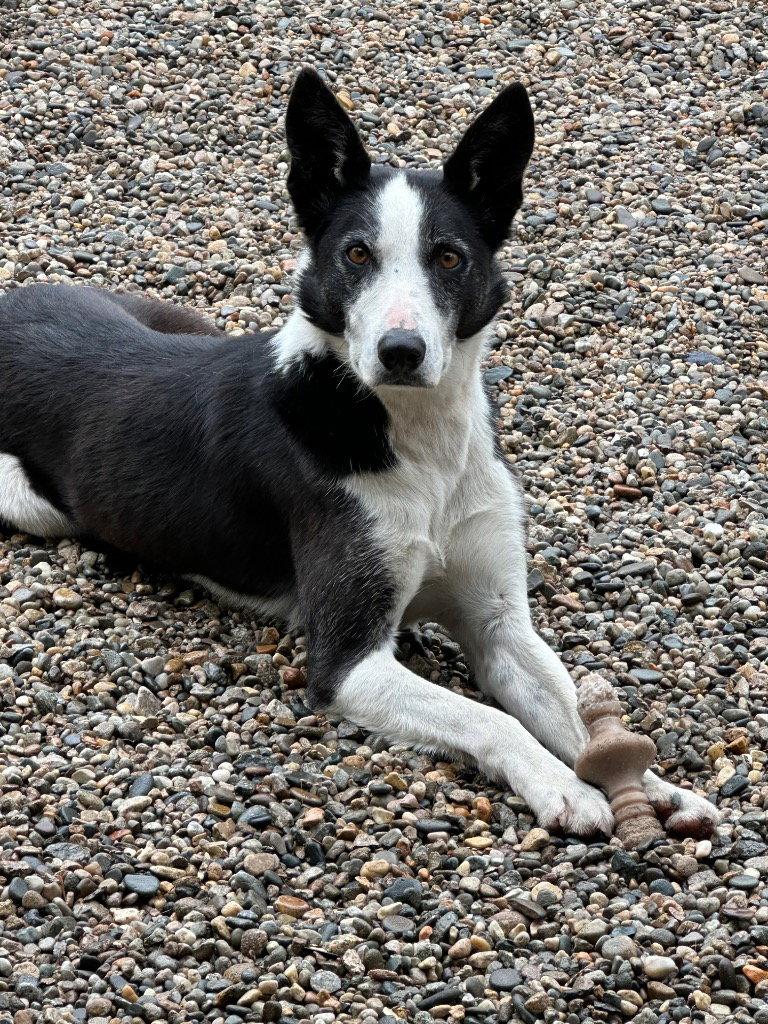 Skipper, Adoptable, Adult Male Border Collie.
