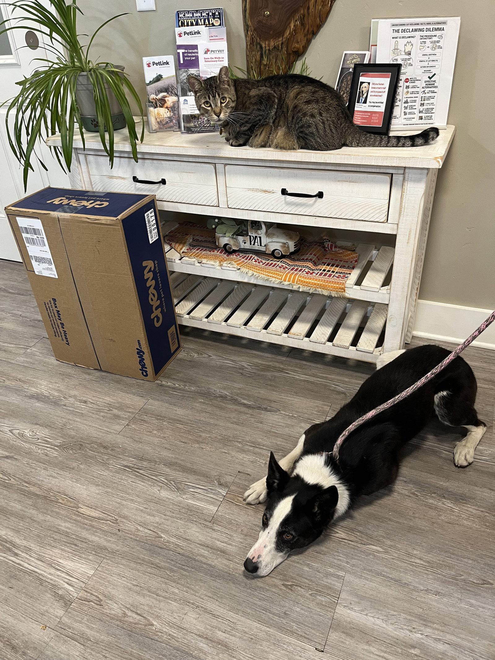Enlarge Skipper, a Adoptable Border Collie in Emmett, ID image 2/3
