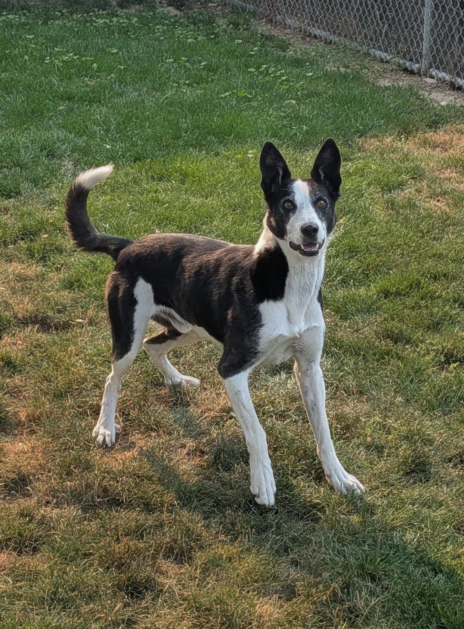 Enlarge Skipper, a Adoptable Border Collie in Emmett, ID image 3/3