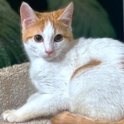 Enlarge VALENTINO - MADE FOR LOVE!, an adopted mixed breed in Danbury, CT image 1/6