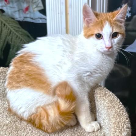 Enlarge VALENTINO - MADE FOR LOVE!, an adopted mixed breed in Danbury, CT image 3/6