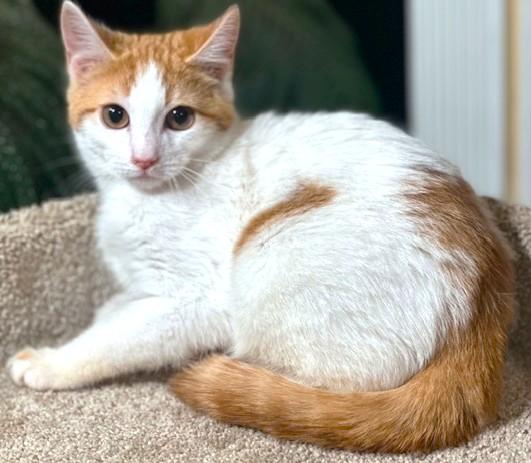 Enlarge VALENTINO - MADE FOR LOVE!, an adopted mixed breed in Danbury, CT image 2/6