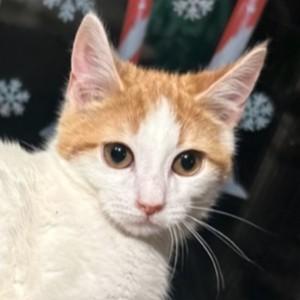 Enlarge VALENTINO - MADE FOR LOVE!, an adopted mixed breed in Danbury, CT image 6/6