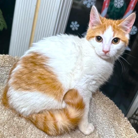 Enlarge VALENTINO - MADE FOR LOVE!, an adopted mixed breed in Danbury, CT image 5/6