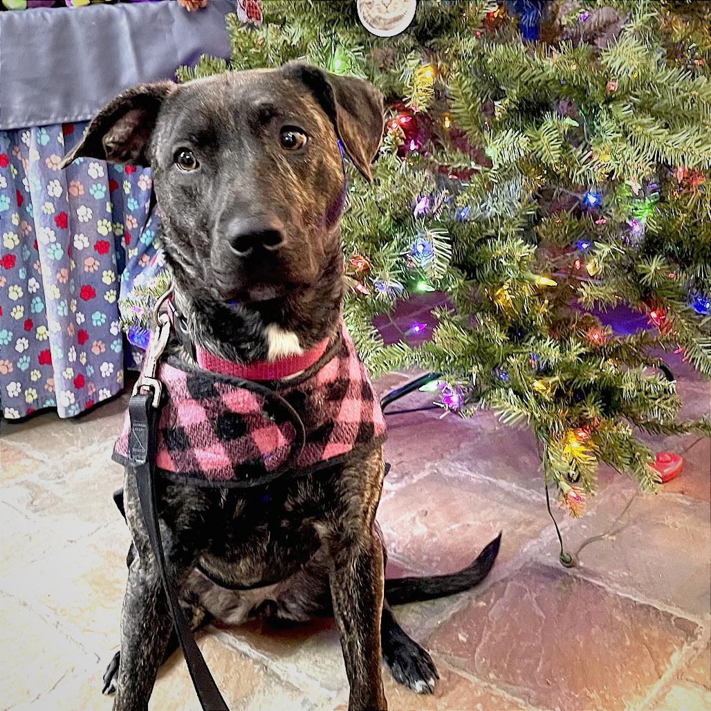 Ayana, Adoptable, Adult Female Mixed Breed.