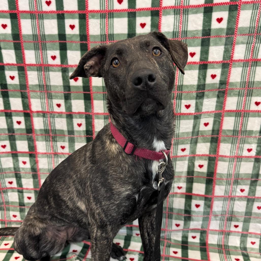 Ayana, a Adoptable Mixed Breed image 5/6