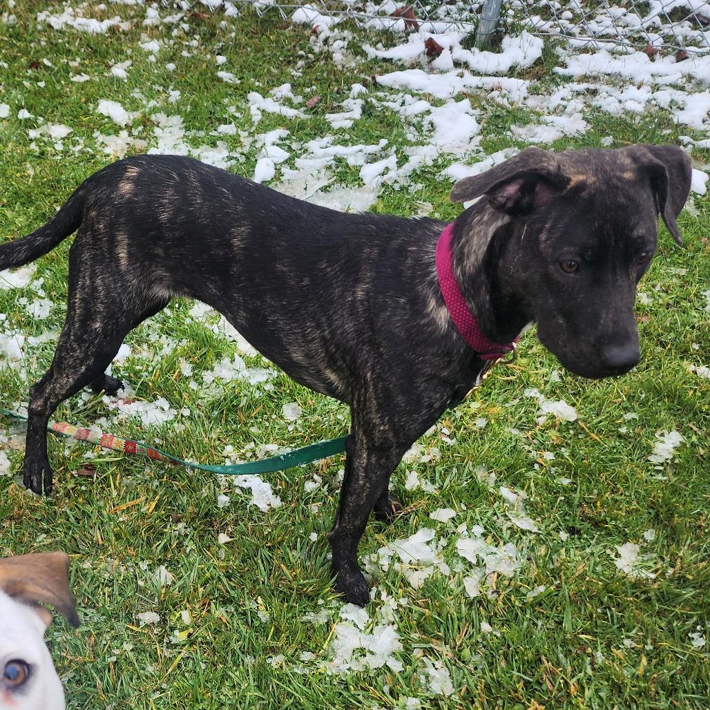 Ayana, a Adoptable Mixed Breed image 6/6