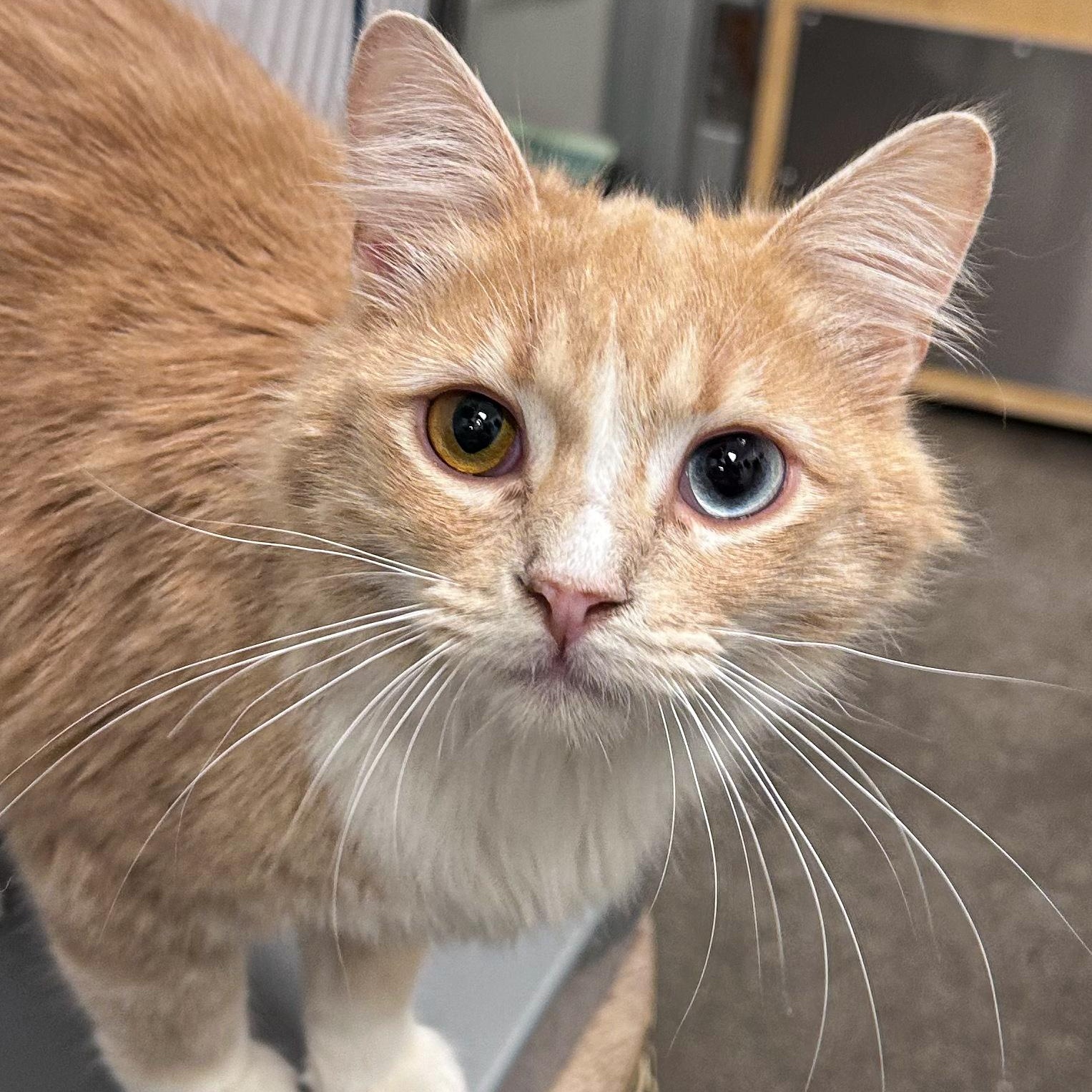 Jaafar , ADOPTABLE, Young Male Domestic Medium Hair.