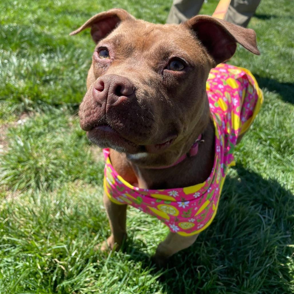 Layla, Adoptable, Adult Female American Staffordshire Terrier & Mixed Breed.
