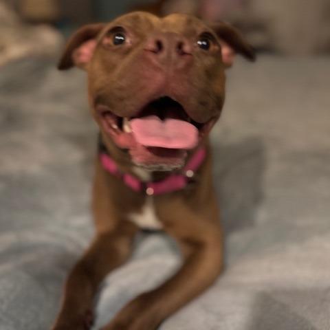 Enlarge Layla, a Adoptable mixed breed in O'Fallon, MO image 5/6