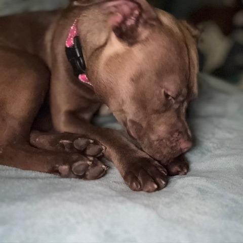 Enlarge Layla, a Adoptable mixed breed in O'Fallon, MO image 6/6