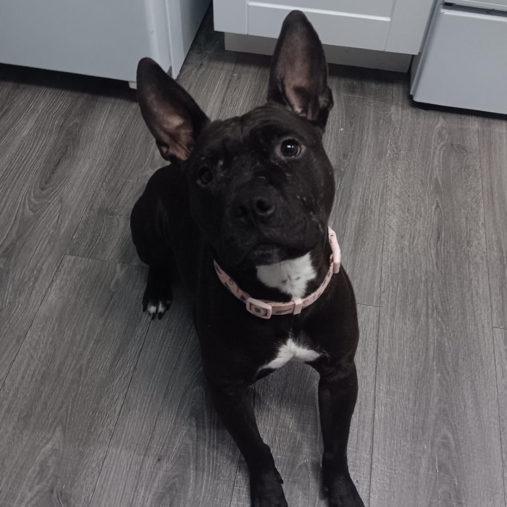 Enlarge Calypso, a Adoptable mixed breed in Spokane, WA image 1/2