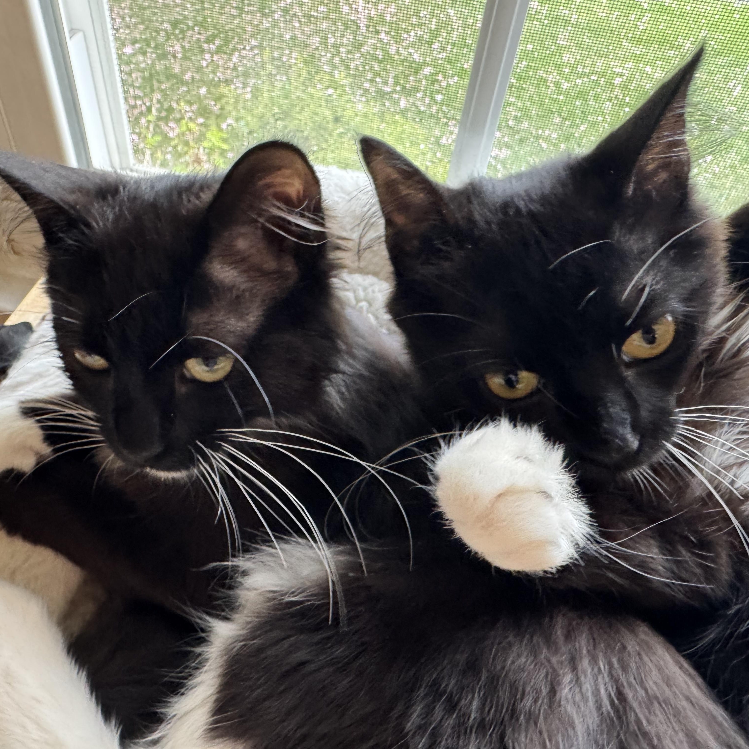 Cayenne and Serrano (bonded sisters), a Adoptable mixed breed in North Kingstown, RI image 1/6