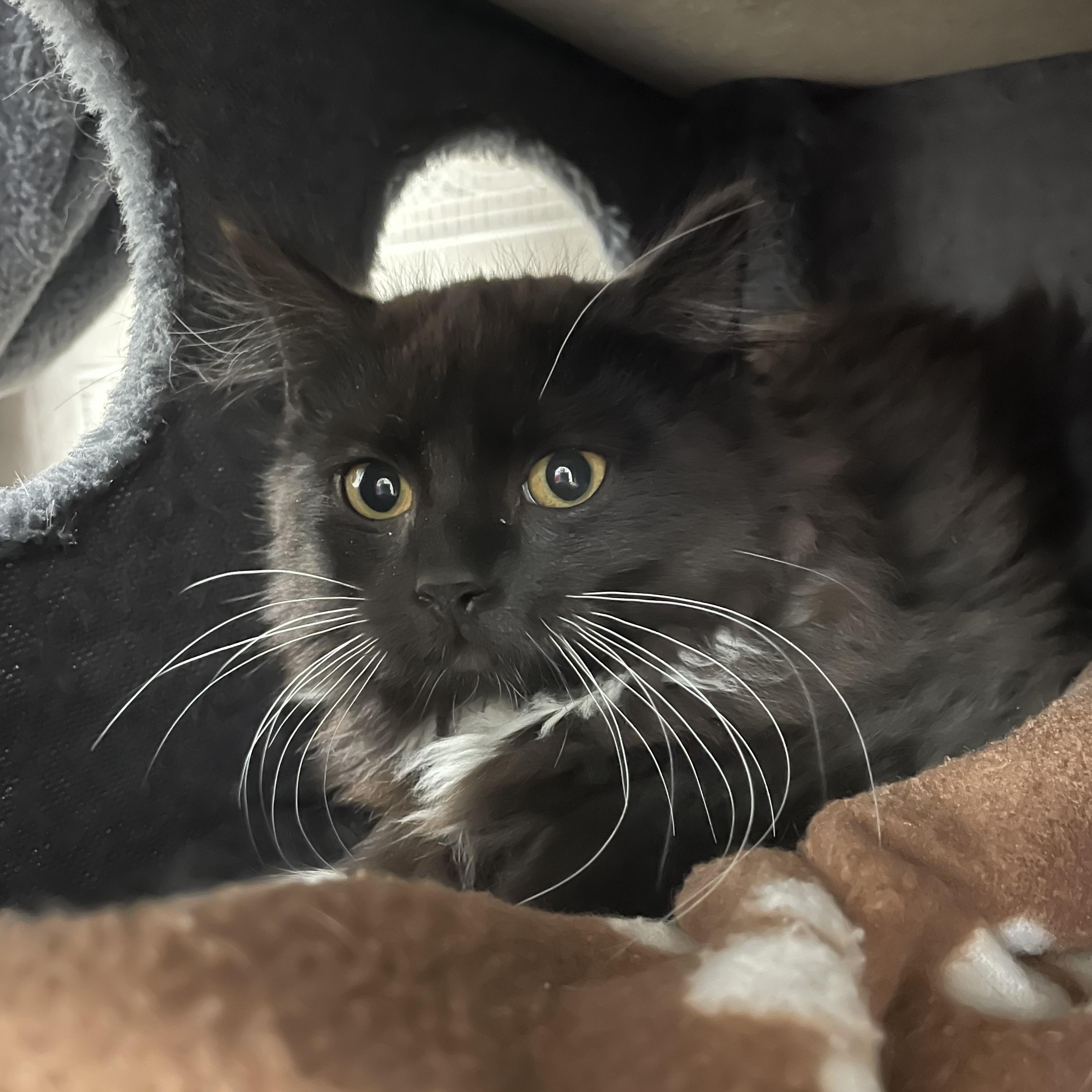 Cayenne, Adoptable, Kitten Female Tuxedo & Domestic Medium Hair.