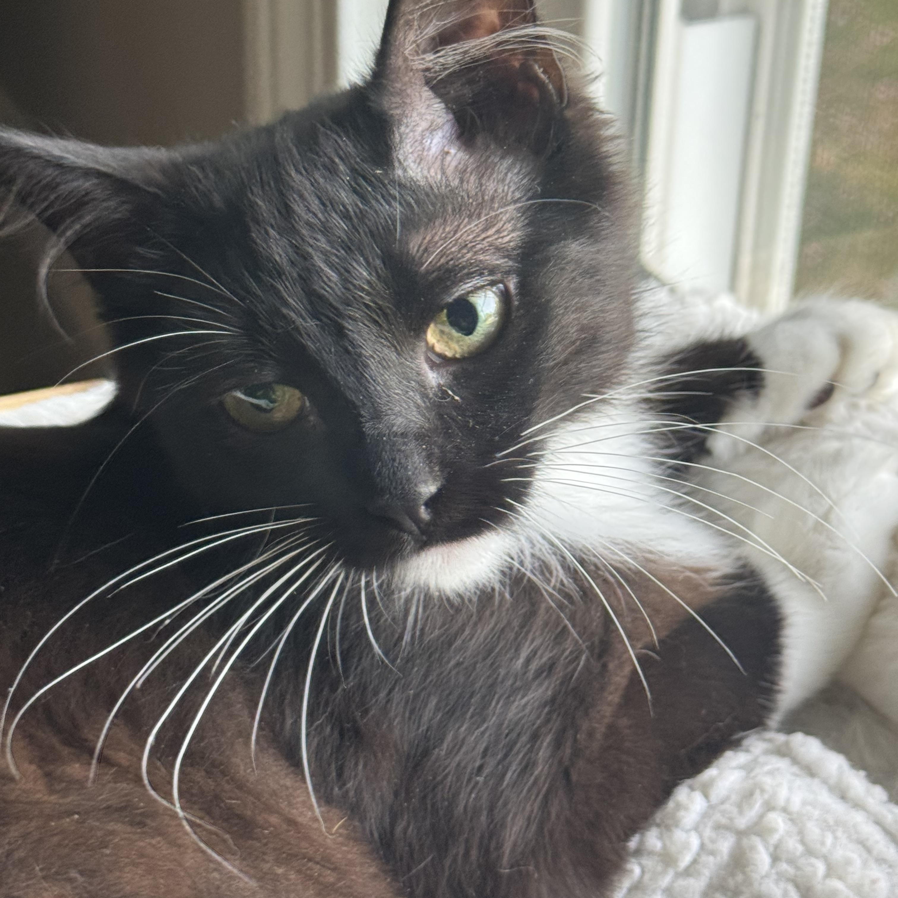 Cayenne and Serrano (bonded sisters), a Adoptable mixed breed in North Kingstown, RI image 6/6